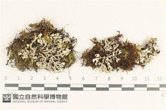 登錄號:L00002896藏品圖，第1張