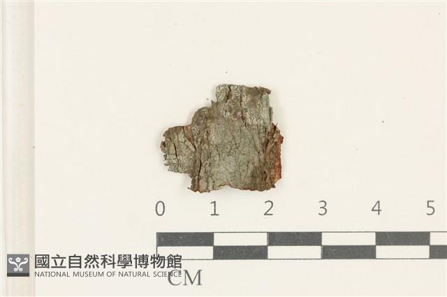 登錄號:L00005036藏品圖，第1張