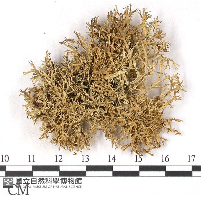 登錄號:L00001936藏品圖，第1張