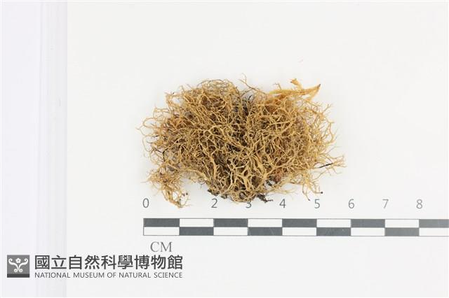 登錄號:L00001084藏品圖，第1張