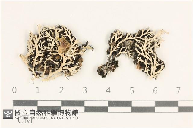 登錄號:L00004184藏品圖，第1張