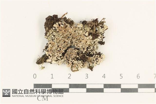 登錄號:L00003984藏品圖，第1張