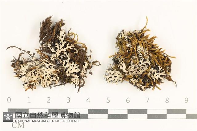 登錄號:L00003884藏品圖，第1張