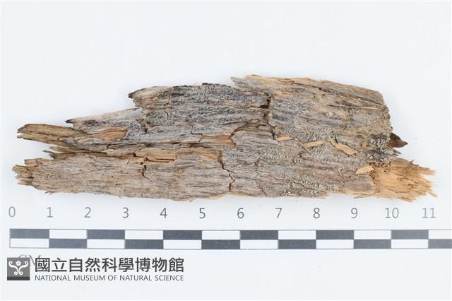 登錄號:L00005104藏品圖，第1張