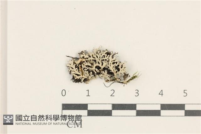 登錄號:L00003804藏品圖，第1張