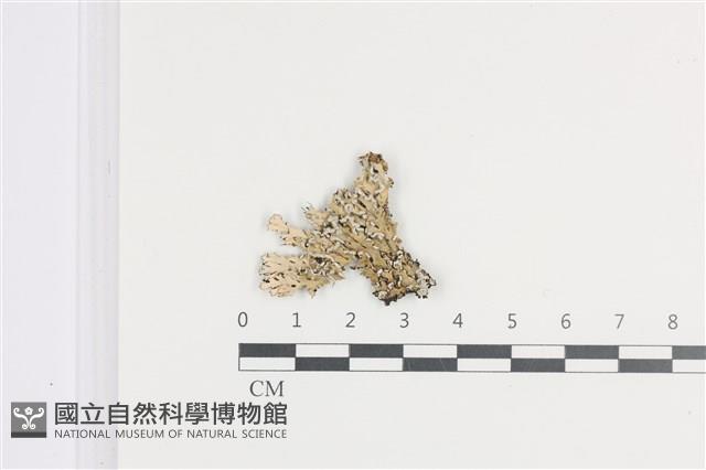 登錄號:L00002064藏品圖，第1張