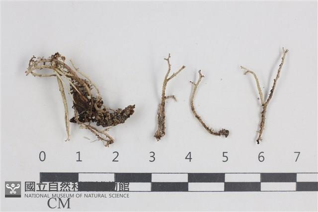 登錄號:L00004864藏品圖，第1張