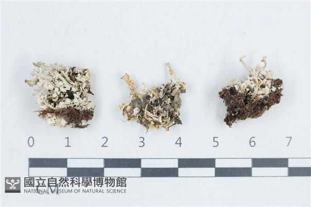 登錄號:L00003044藏品圖，第1張