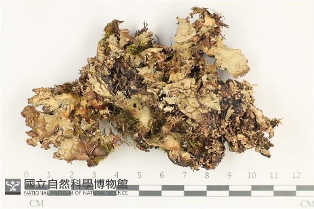 登錄號:L00003844藏品圖，第1張