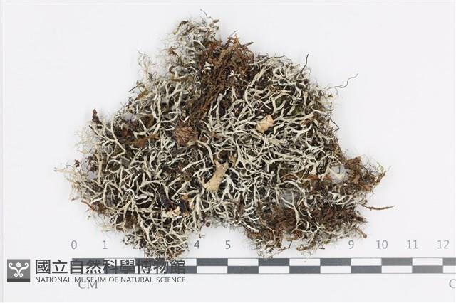 登錄號:L00003924藏品圖，第1張