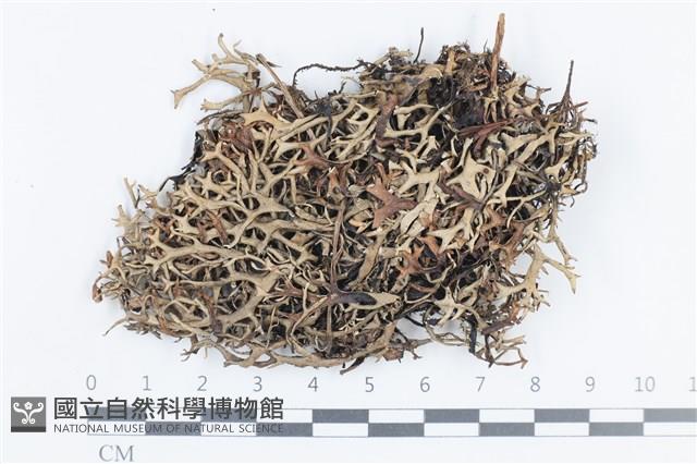 登錄號:L00000824藏品圖，第1張