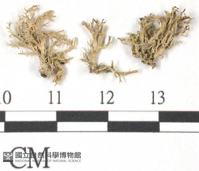 登錄號:L00002074藏品圖，第1張