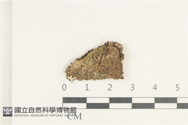 登錄號:L00005074藏品圖，第1張