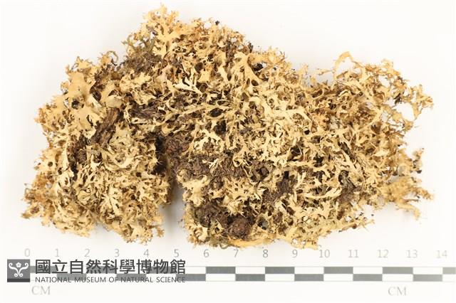登錄號:L00000974藏品圖，第1張