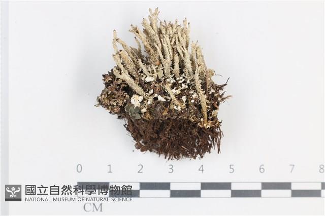 登錄號:L00004154藏品圖，第1張
