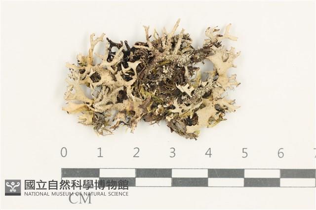 登錄號:L00000954藏品圖，第1張