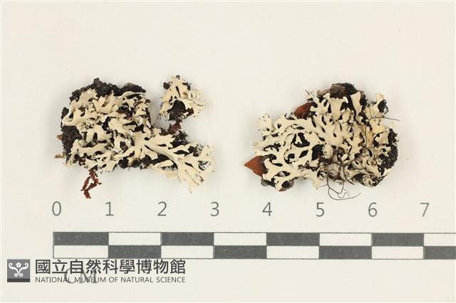 登錄號:L00004954藏品圖，第1張