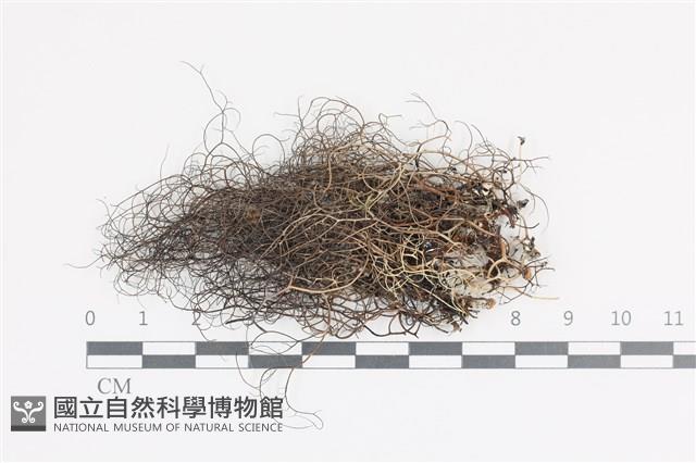 登錄號:L00004094藏品圖，第1張