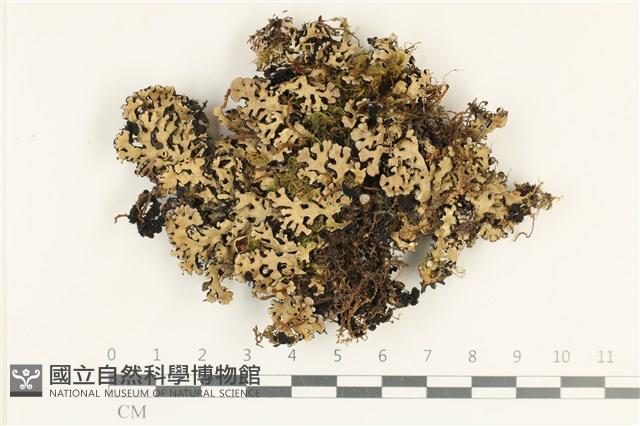登錄號:L00003994藏品圖，第1張