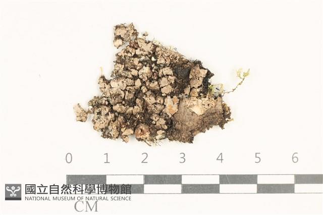 登錄號:L00002894藏品圖，第1張