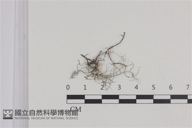 登錄號:L00003894藏品圖，第1張