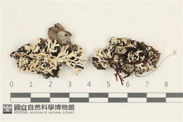 登錄號:L00004934藏品圖，第1張