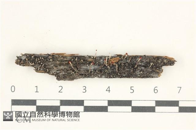 登錄號:L00002834藏品圖，第1張