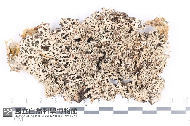 登錄號:L00002087藏品圖，第1張