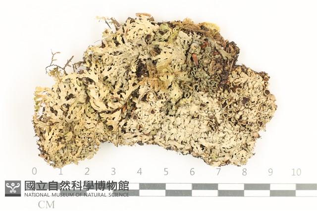 登錄號:L00004887藏品圖，第1張