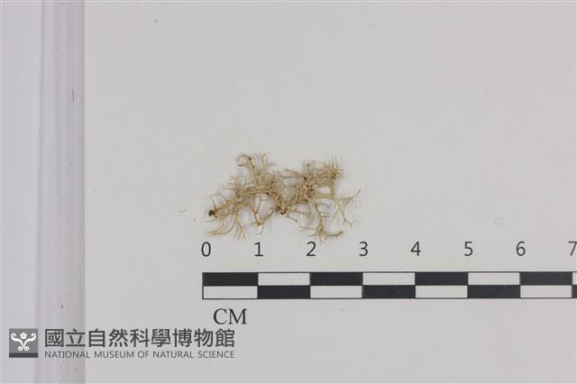 登錄號:L00003907藏品圖，第1張