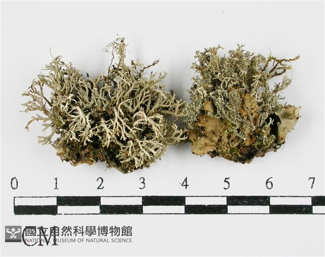 登錄號:L00000967藏品圖，第1張