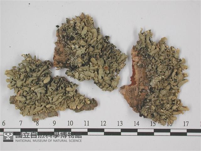 登錄號:L00001967藏品圖，第1張