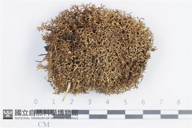 登錄號:L00003867藏品圖，第1張