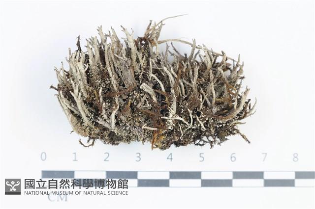 登錄號:L00003817藏品圖，第1張