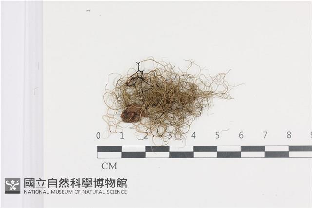 登錄號:L00004927藏品圖，第1張