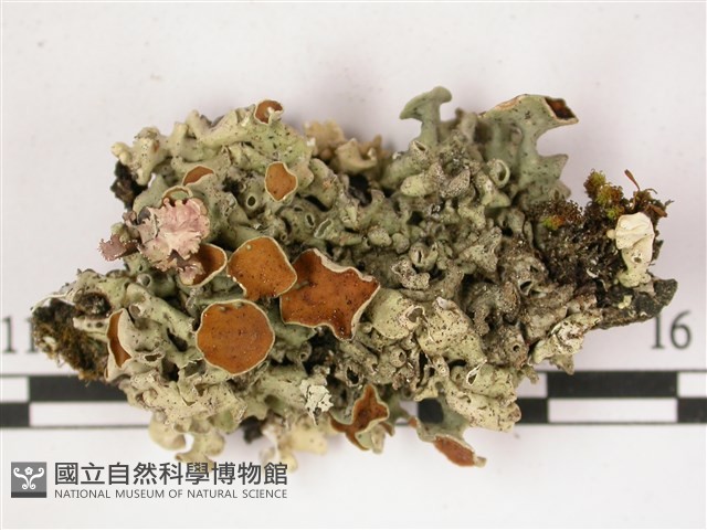 登錄號:L00002827藏品圖，第1張