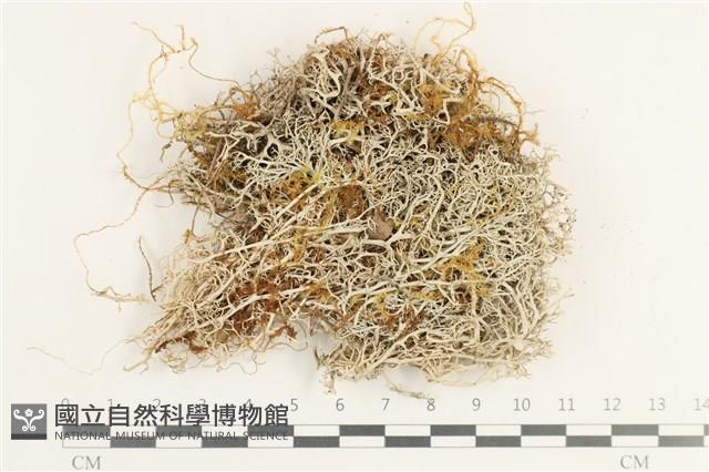 登錄號:L00000977藏品圖，第1張