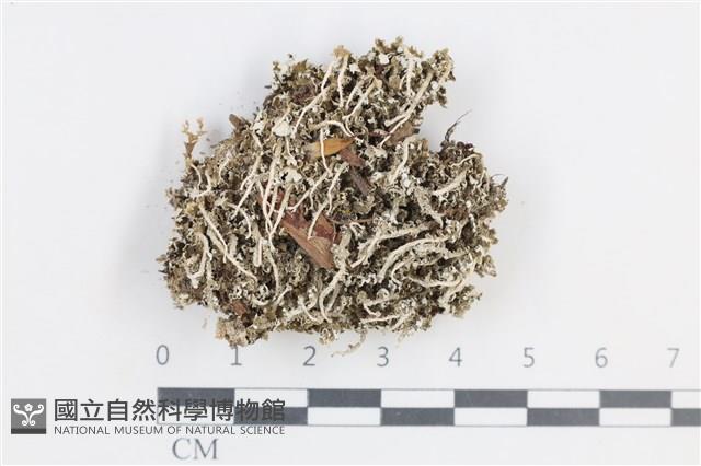 登錄號:L00003957藏品圖，第1張