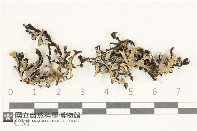 登錄號:L00004097藏品圖，第1張