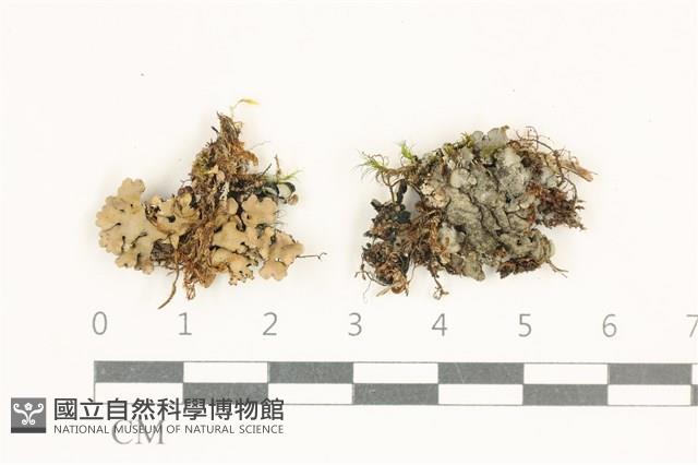 登錄號:L00003997藏品圖，第1張