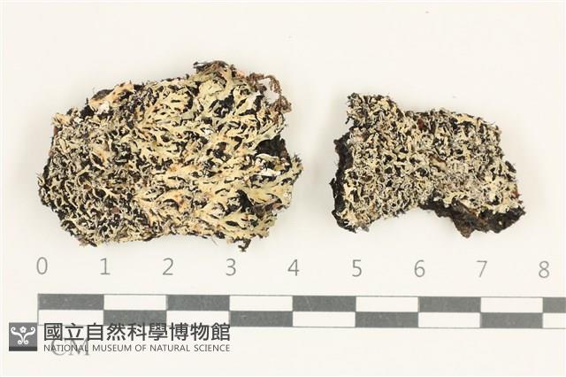 登錄號:L00004897藏品圖，第1張
