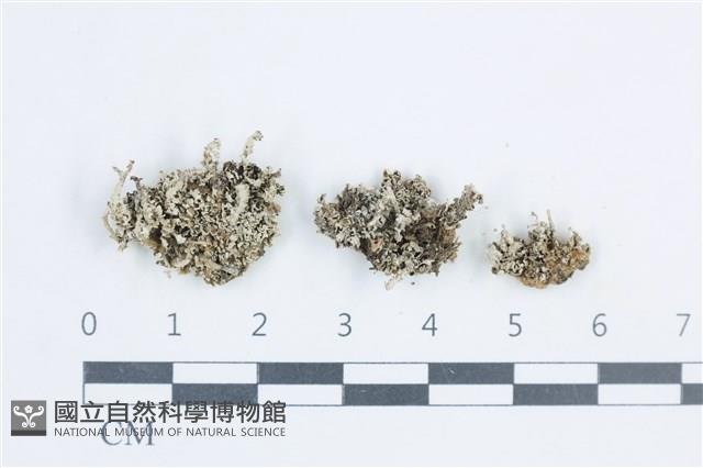 登錄號:L00002937藏品圖，第1張