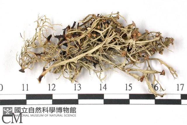 登錄號:L00001837藏品圖，第1張