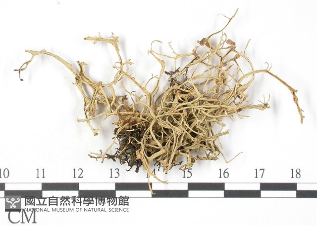 登錄號:L00002085藏品圖，第1張