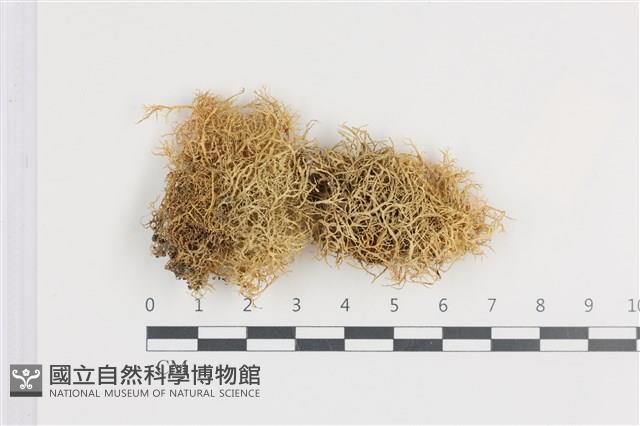 登錄號:L00001085藏品圖，第1張