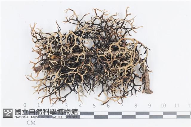 登錄號:L00000805藏品圖，第1張