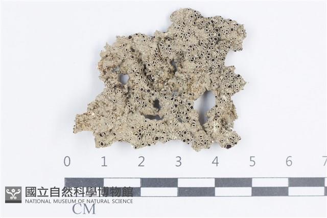 登錄號:L00002065藏品圖，第1張