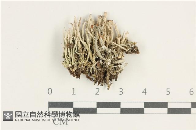 登錄號:L00005065藏品圖，第1張
