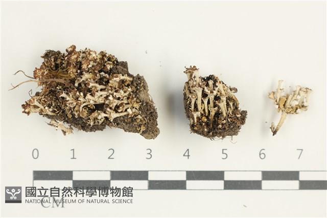 登錄號:L00001965藏品圖，第1張