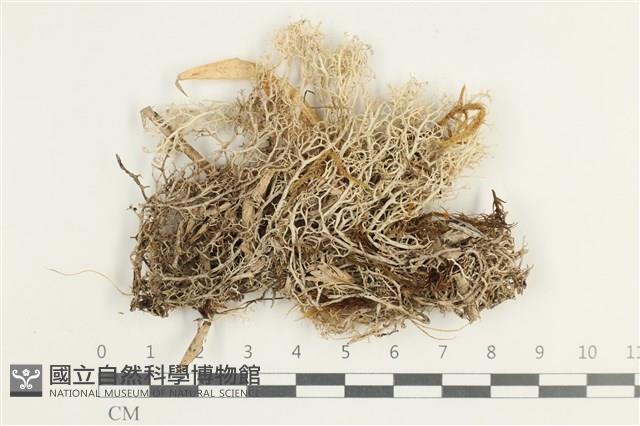 登錄號:L00001865藏品圖，第1張